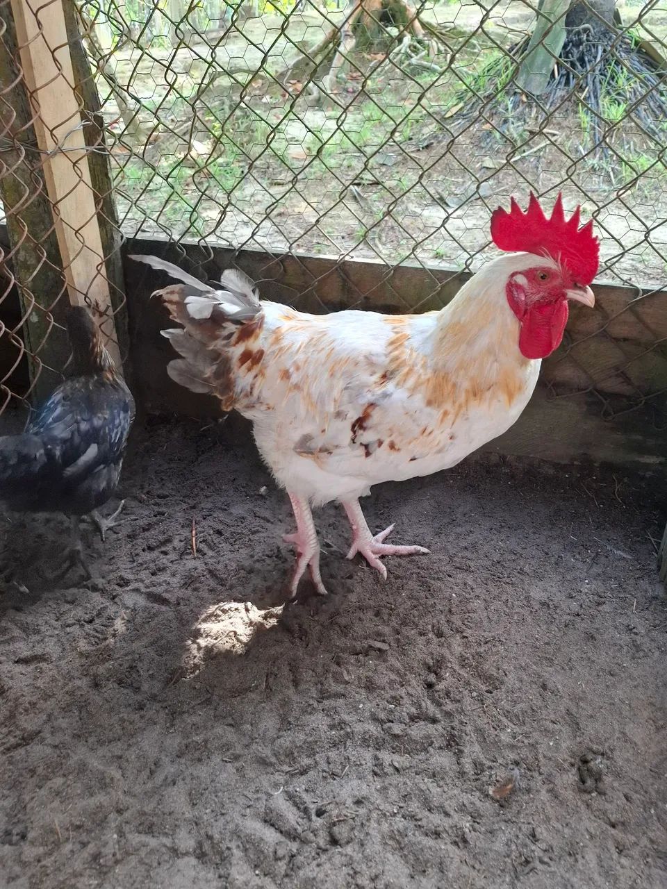 Vende-se Frango  - Foto 2