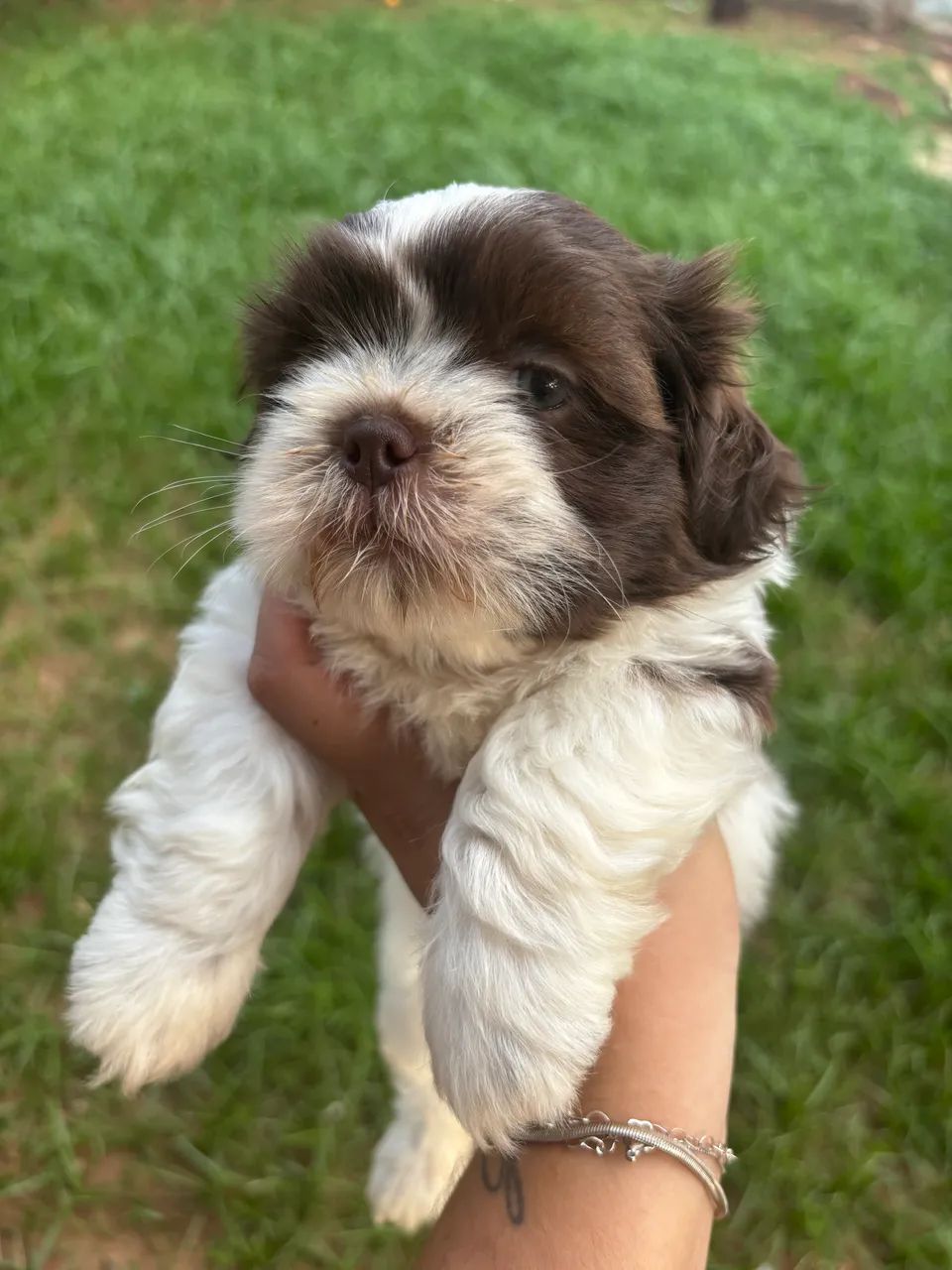 Shih Tzu Branco e chocolate  - Foto 2