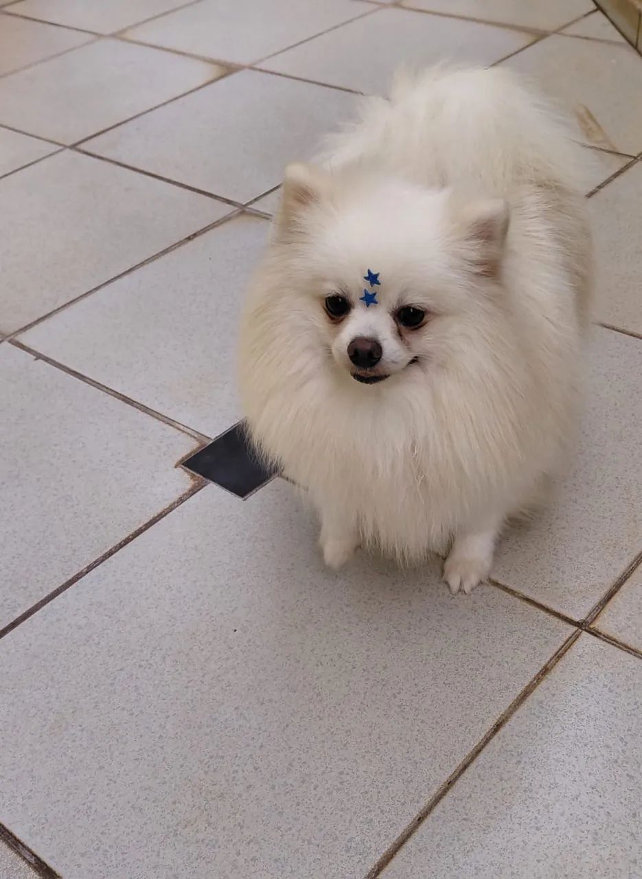 Spitz Alemão Macho - Foto 3