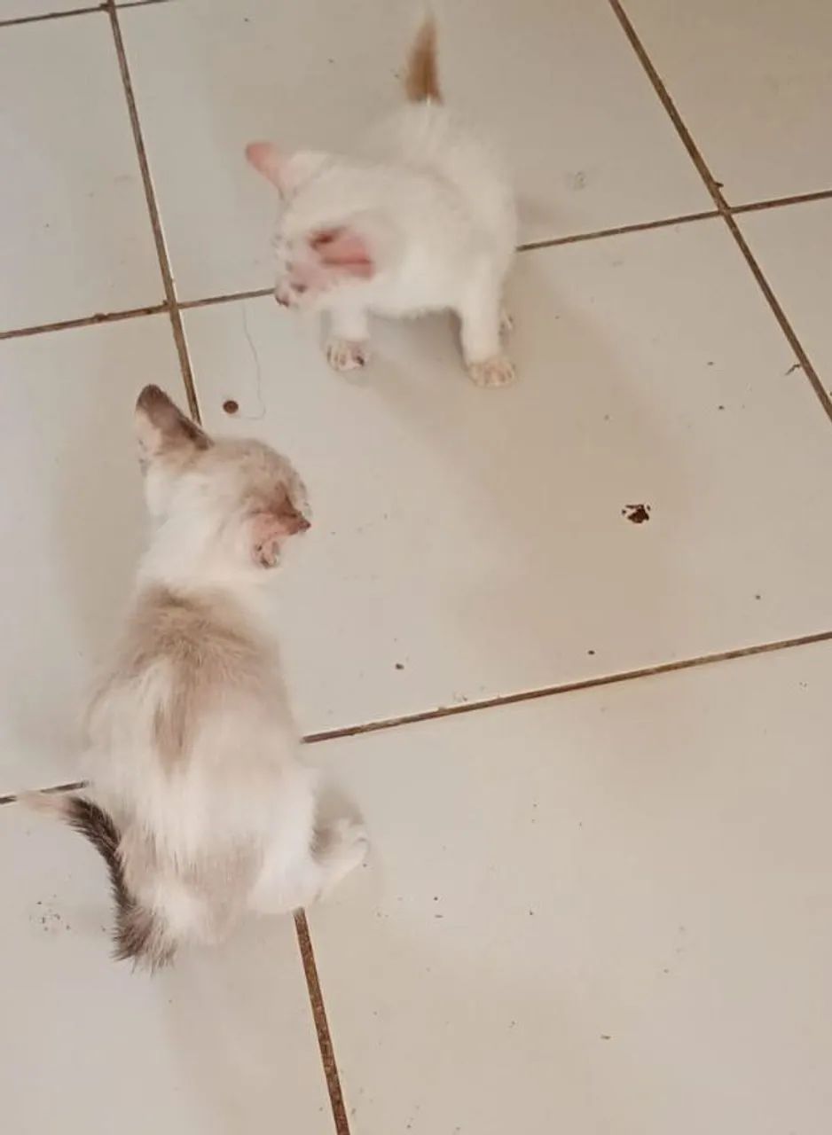 Gato filhote