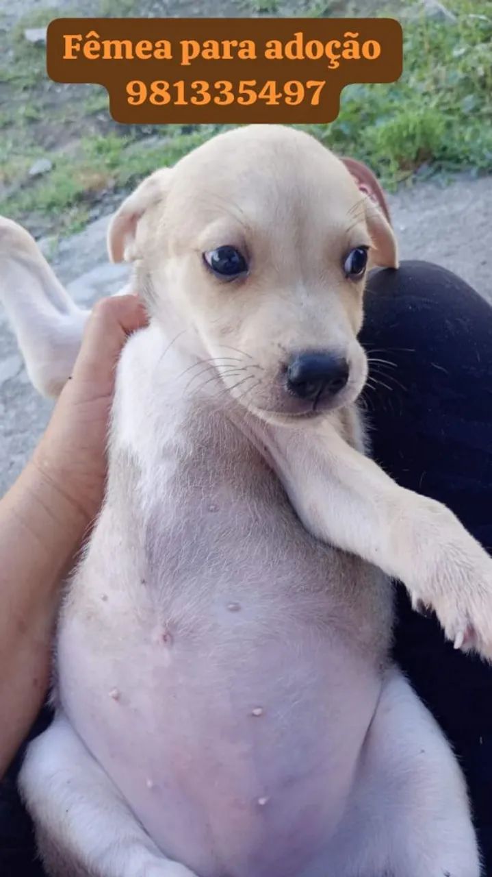 Filhotes para adoção responsável 