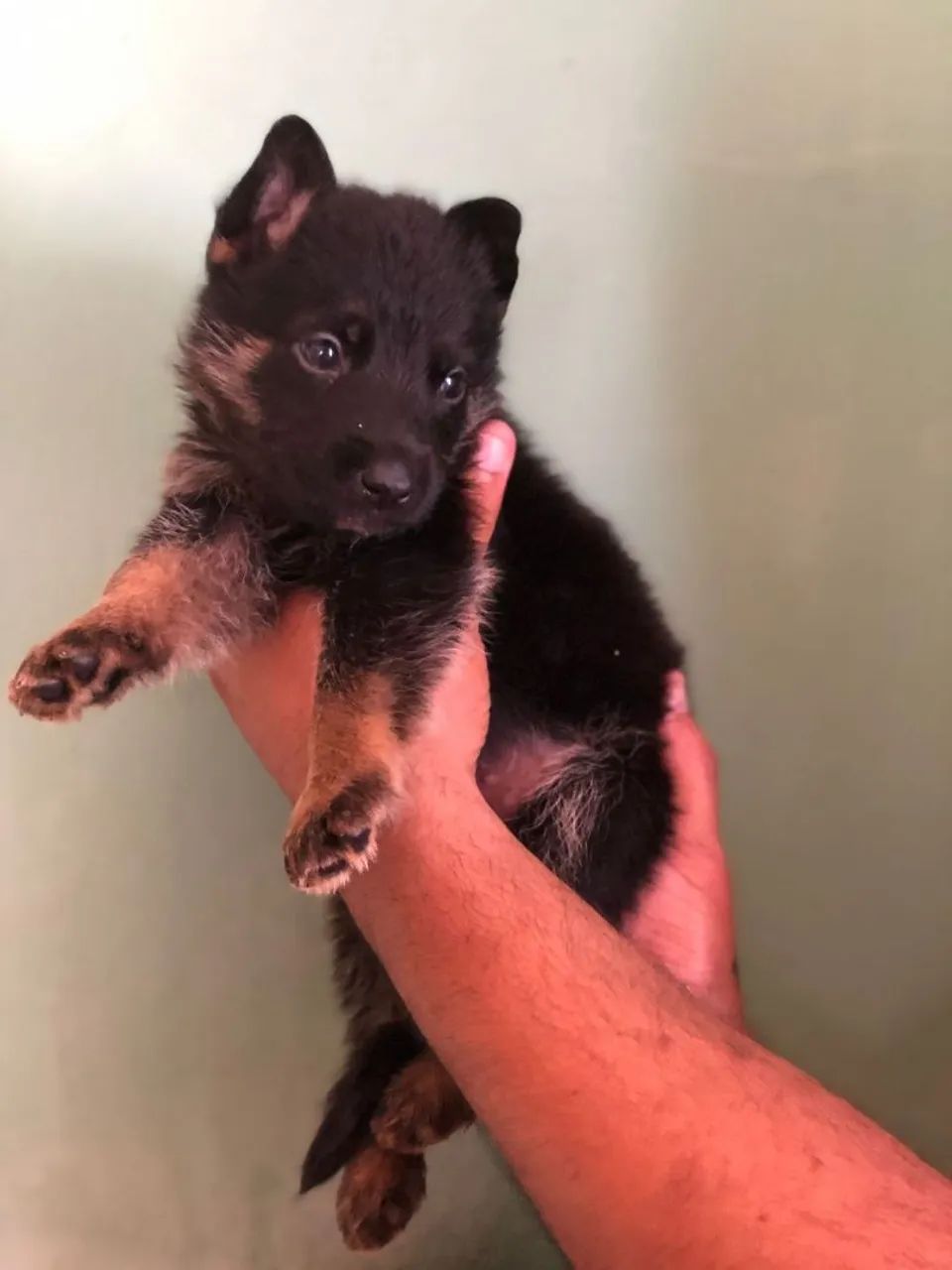 Pastor alemão capa preta 36 dias 