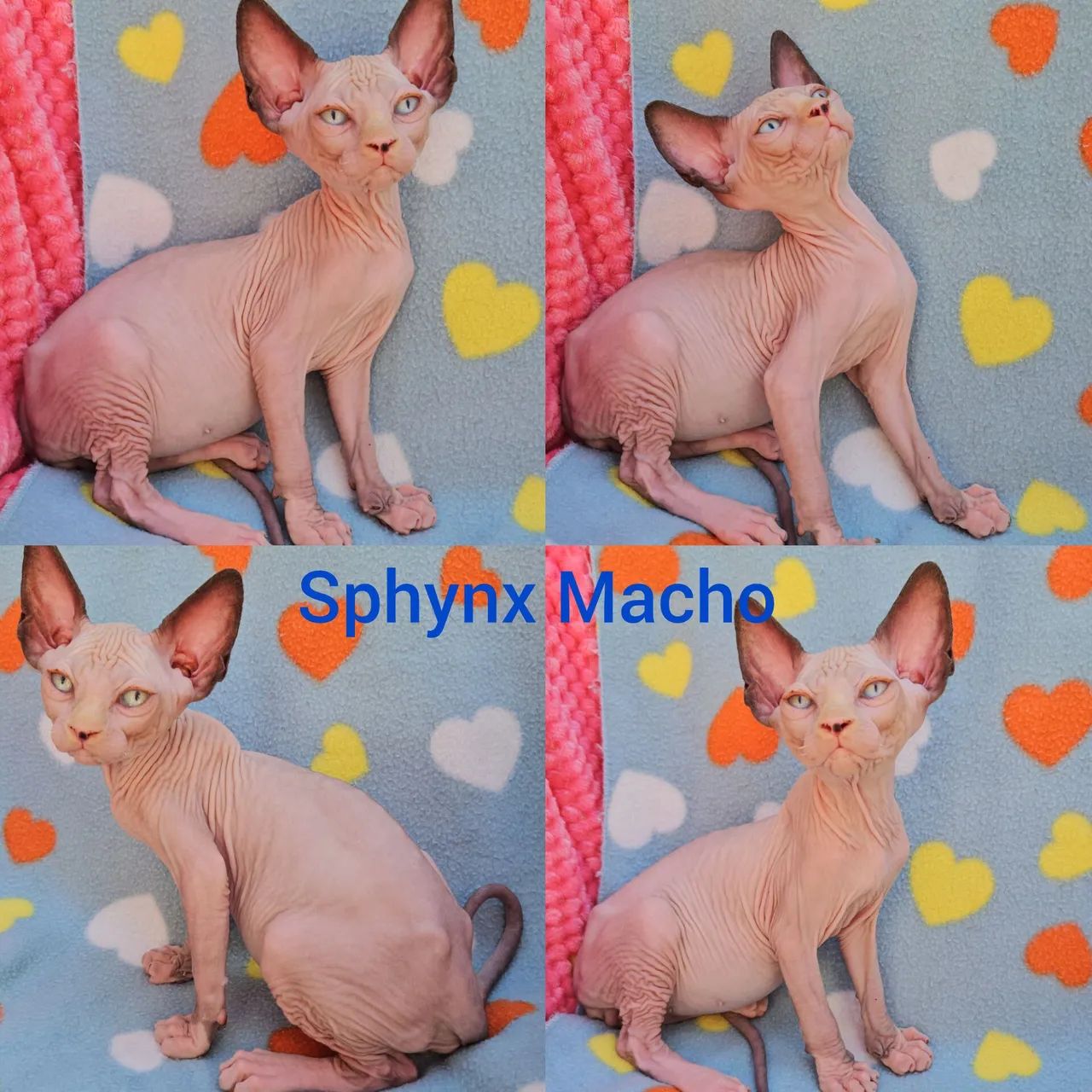 Sphynx Elf Filhotes - Gatil BSB Cat  - Foto 6