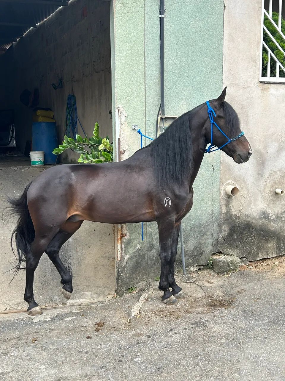 Cavalo manga larga