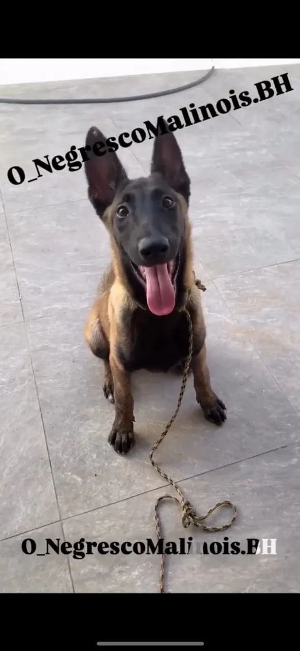 Pastor Belga Malinois  - Foto 2