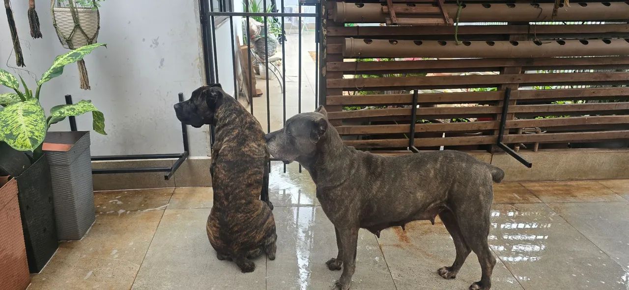 Reserva, Cane Corso,  filhotes com pedigree  - Foto 5