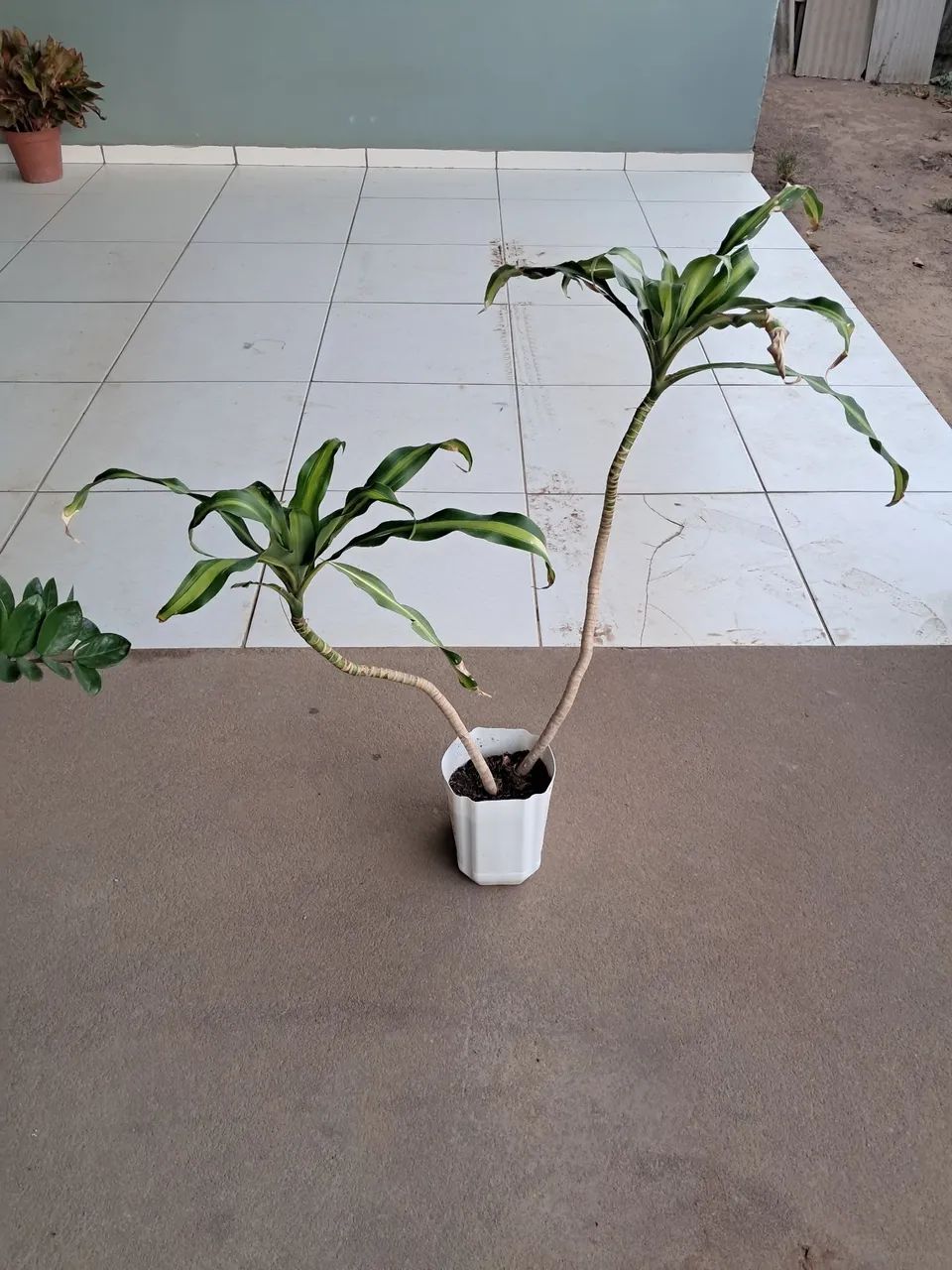 Planta  - Foto 3