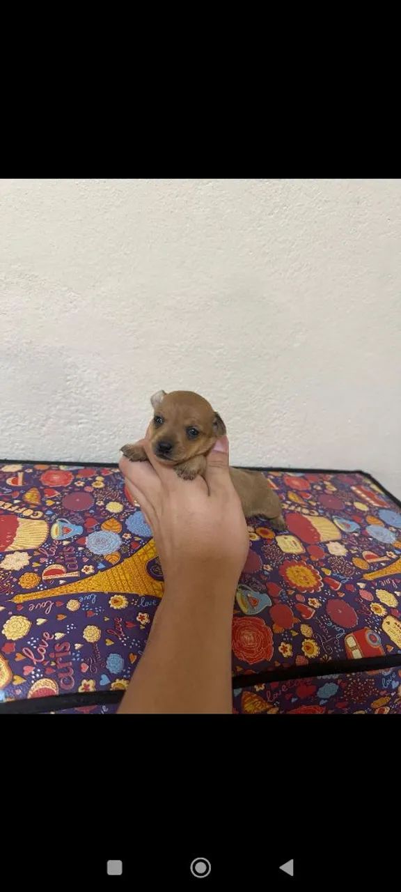 pinscher macho - Foto 2