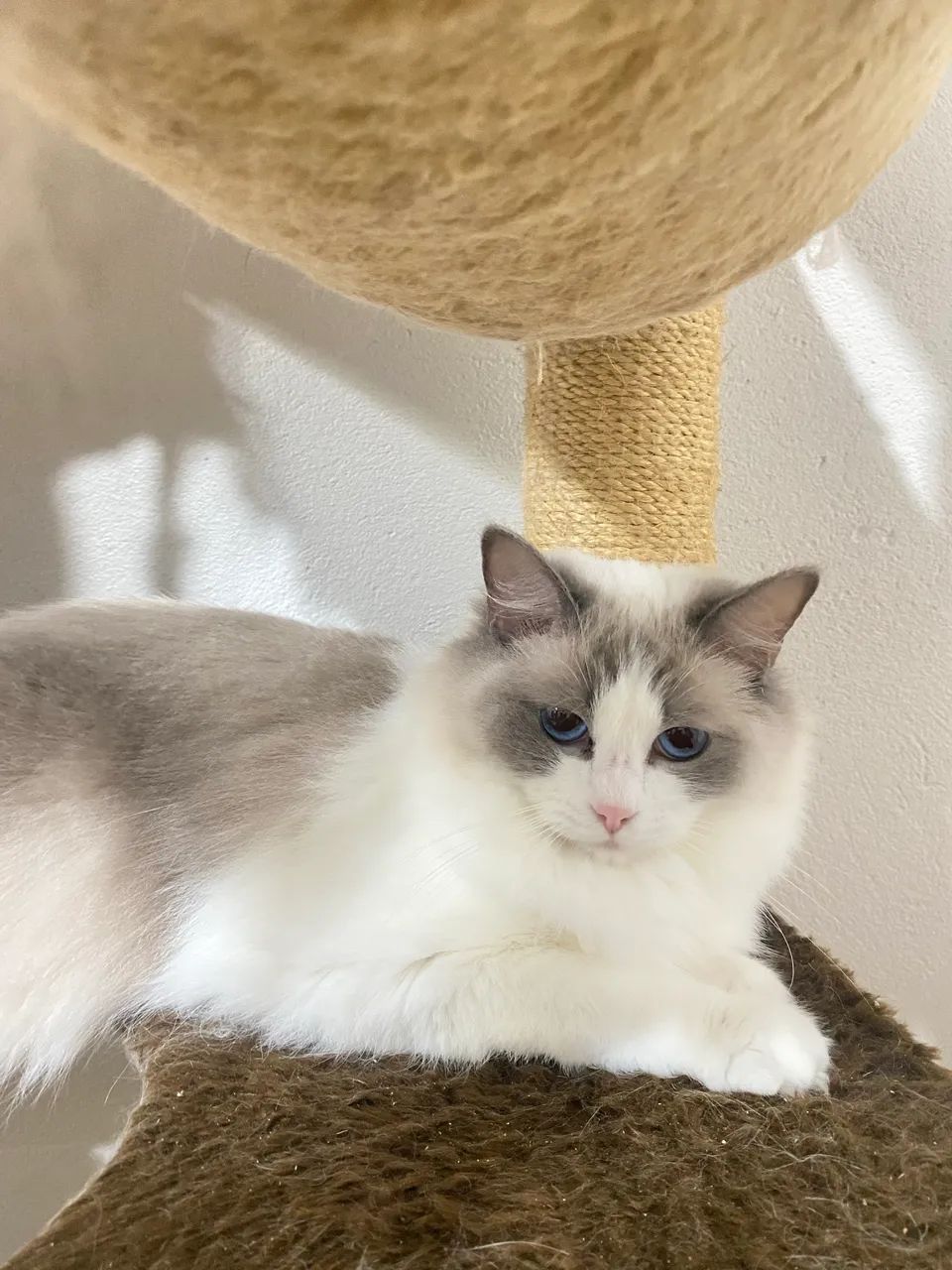 Fêmea Ragdoll  - Foto 2