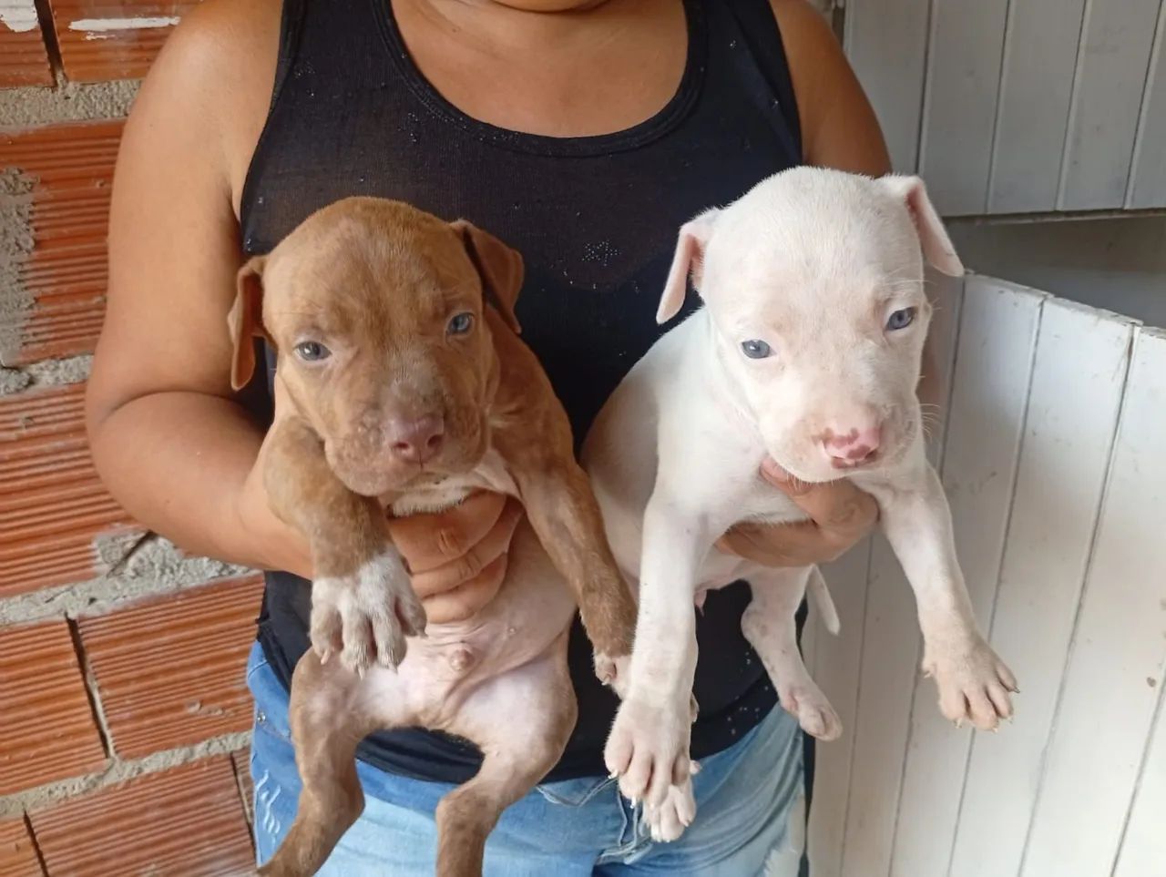 Filhotes de Pitbull  - Foto 3