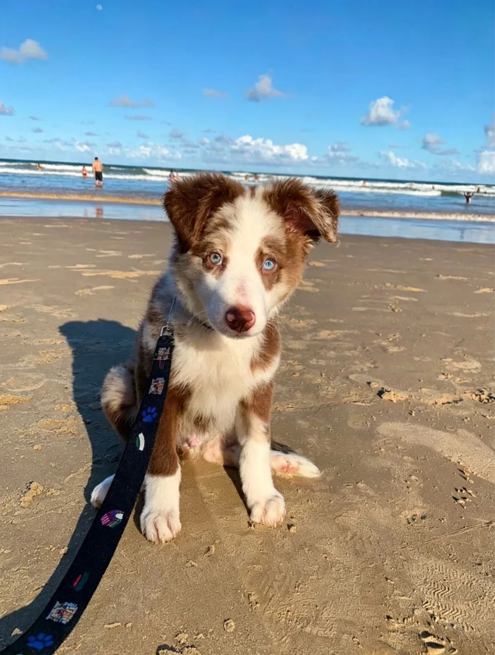Border collie - Foto 2