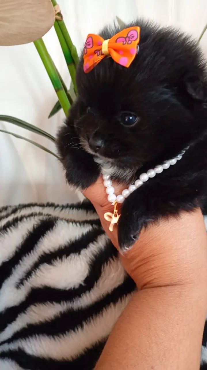 Fêmea e macho de spitz  - Foto 5