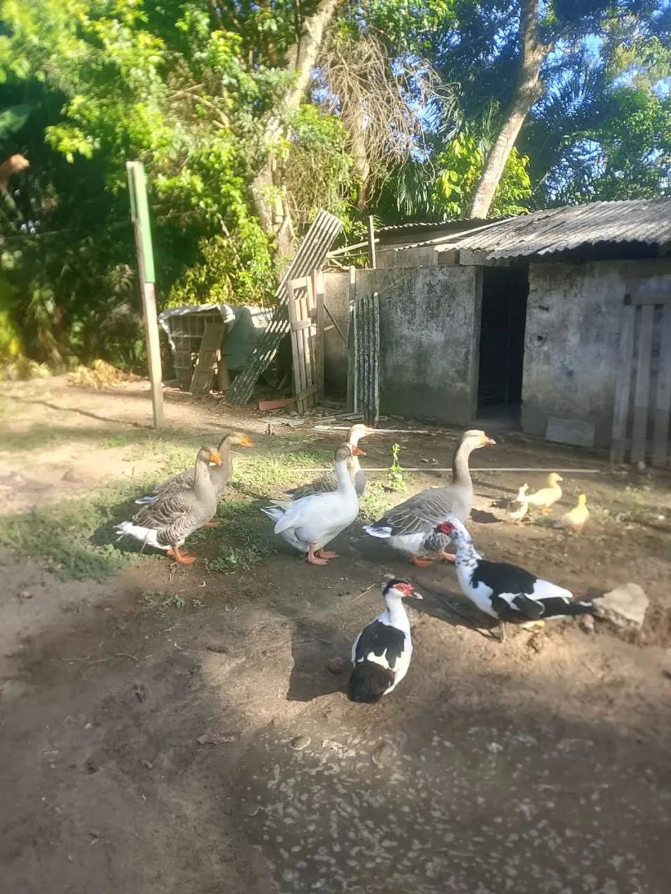 Vende-se Gansos  - Foto 6
