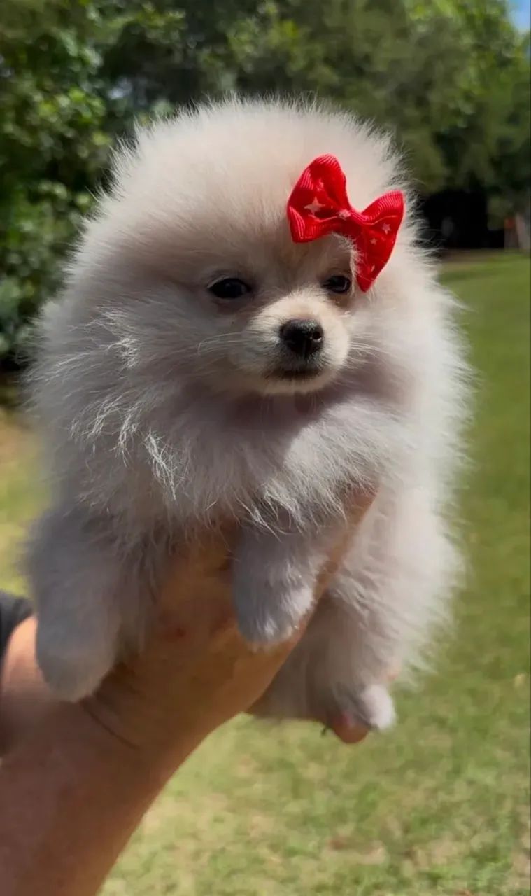 Spitz alemão apronta entrega 
