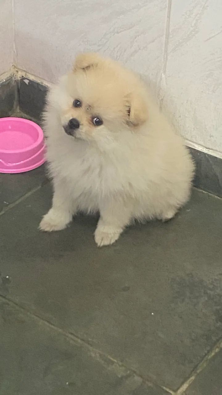 Spitz alemão  - Foto 2