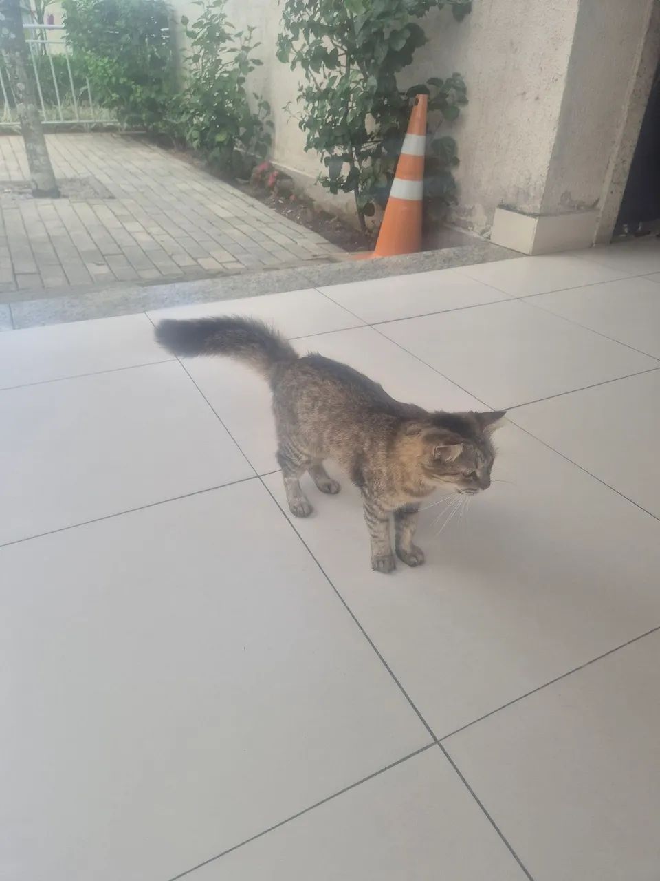 Gata femea