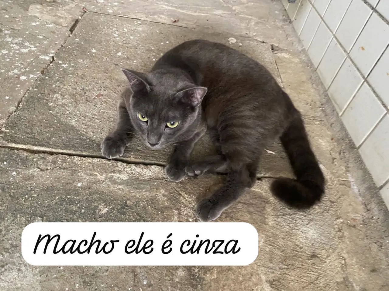 Doa-se gatos 