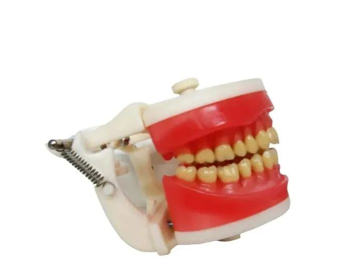 Manequim Prodens Dentistica