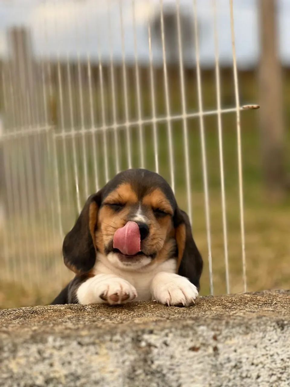 BEAGLES PERFEITOS - Foto 3