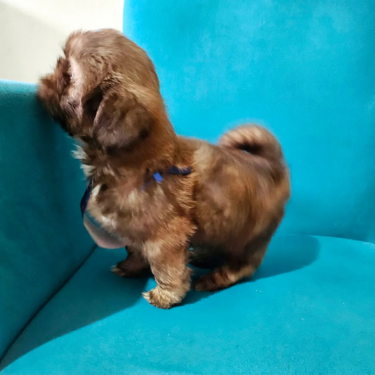 Shih Tzu  - Foto 2