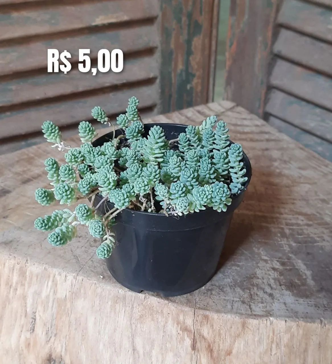 Suculentas  - Foto 5
