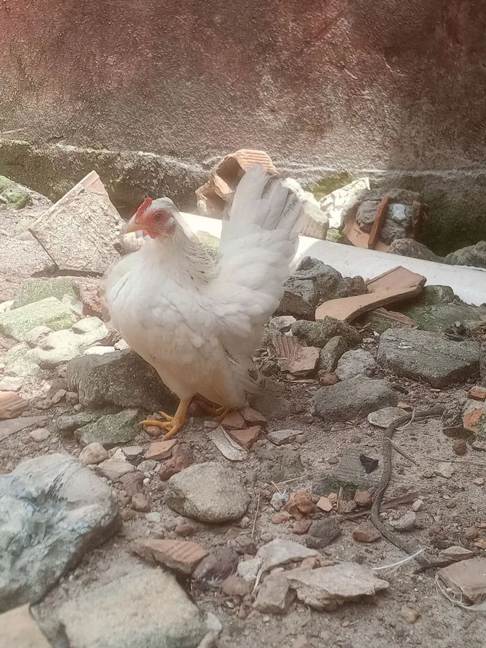 Galinha garnize  - Foto 2