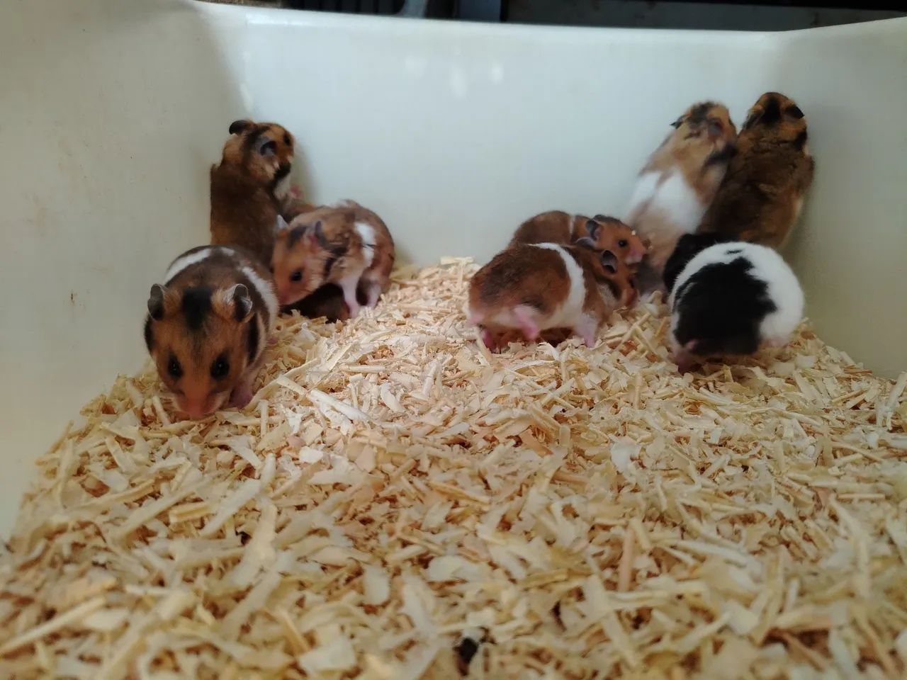 Hamster sírio 