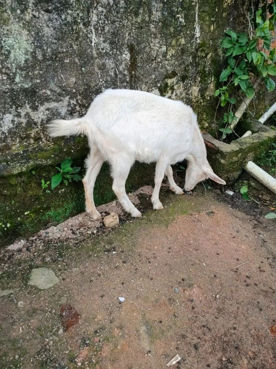 Vende 2 Cabra saanen Com Cria  as duas por 2300 reais - Foto 4