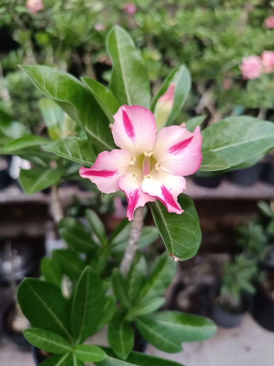 Rosa do deserto  - Foto 3