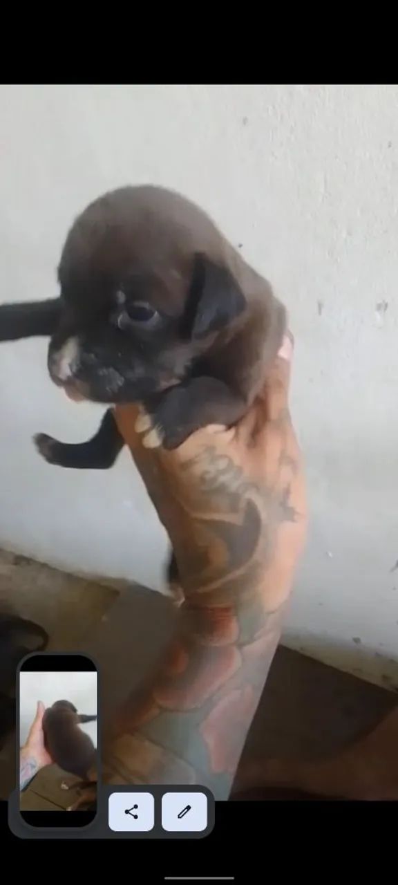 Filhote de Pitbull  - Foto 3