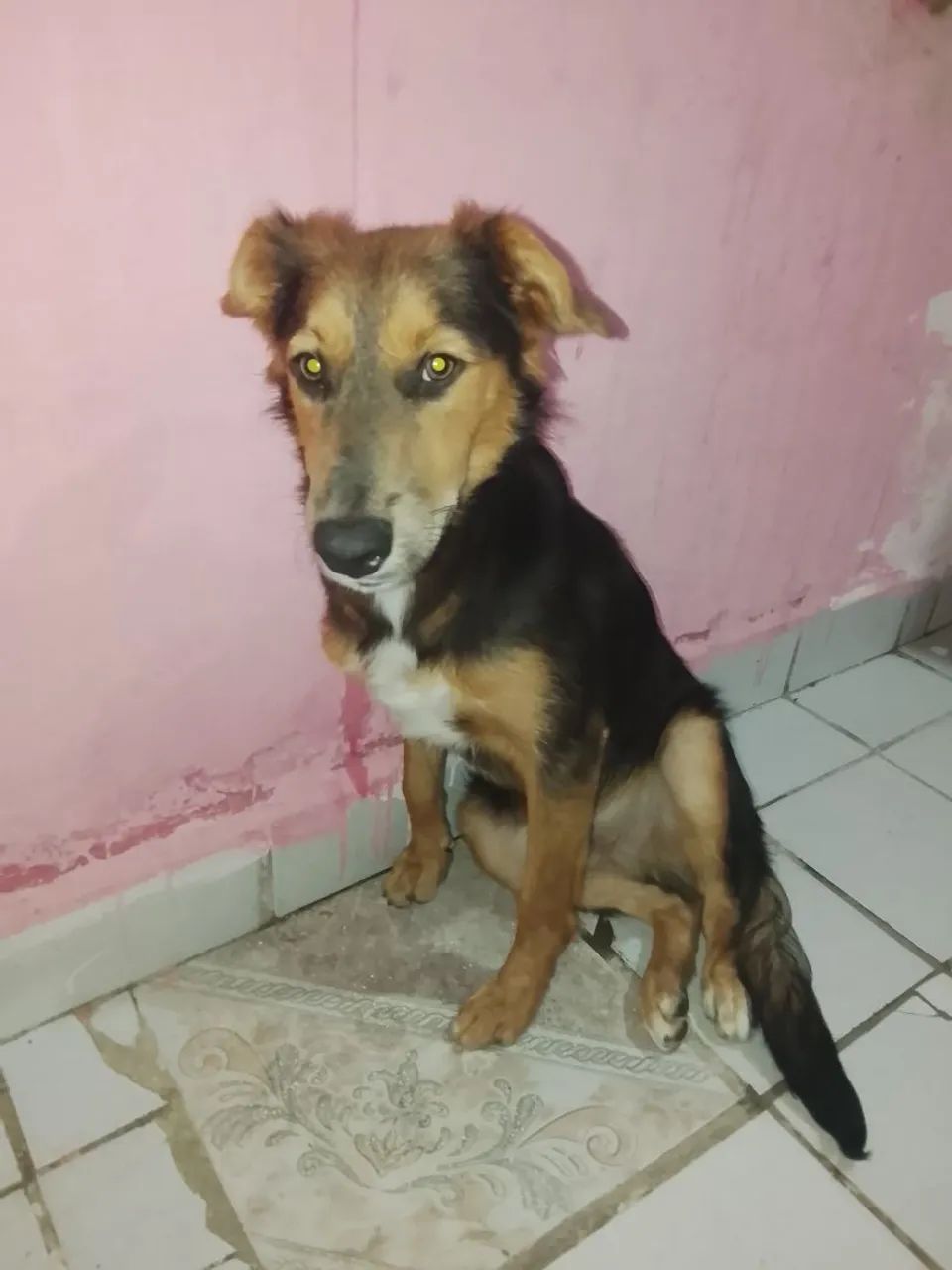 Cachorro pra doação
