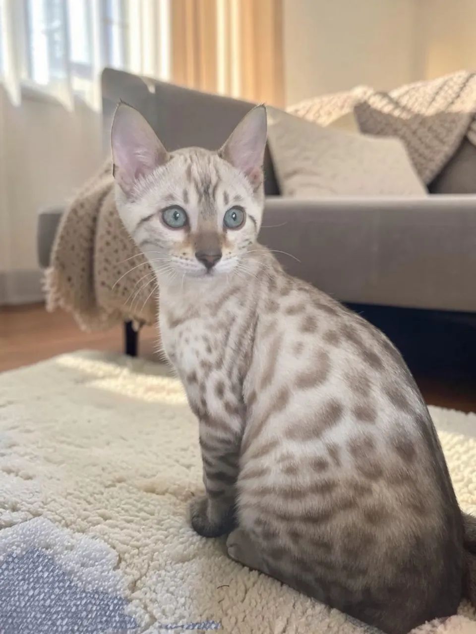 Filhotes de Bengal Snow Lynx  - Foto 3