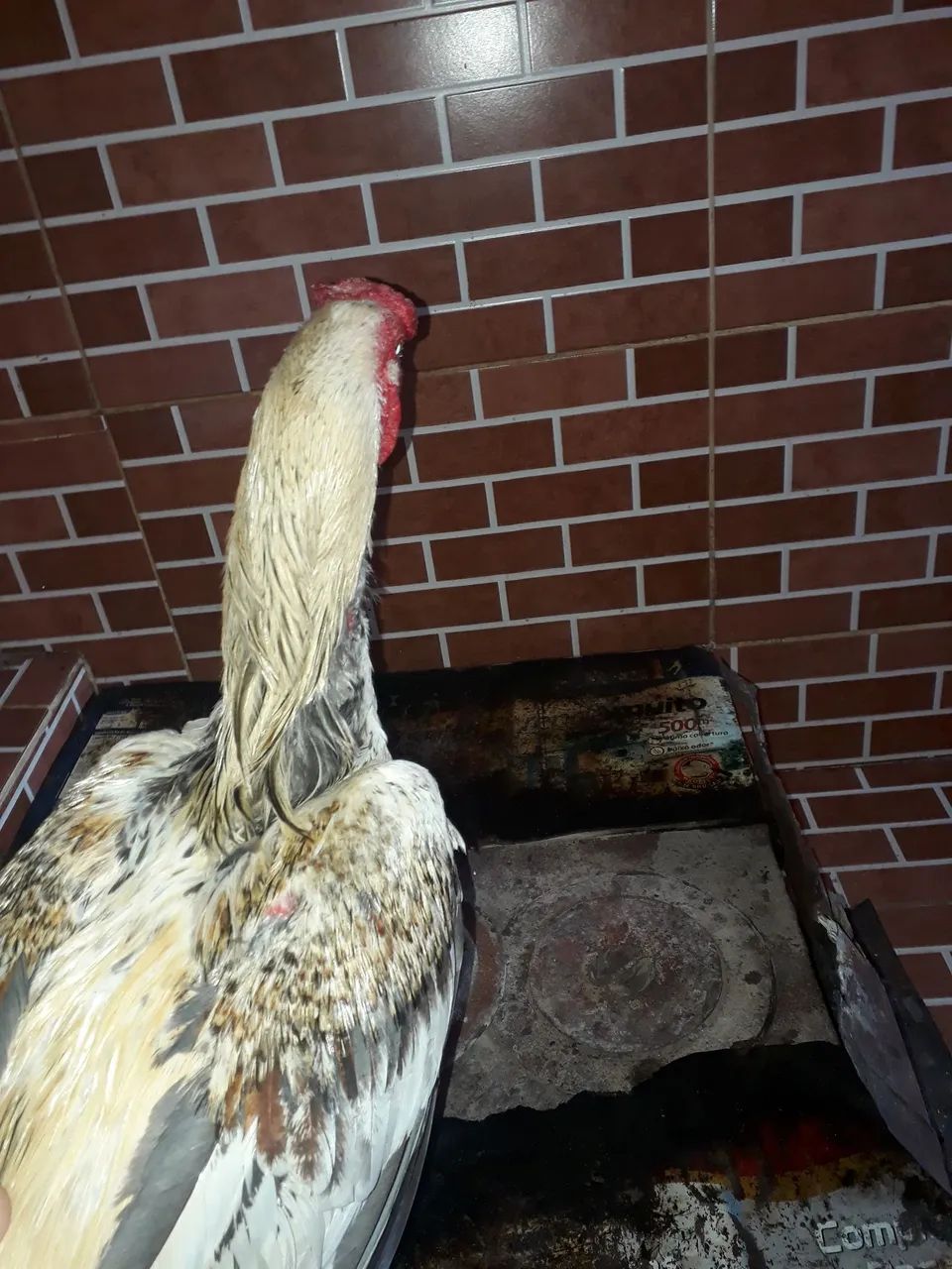 Vendo galo indio  - Foto 2