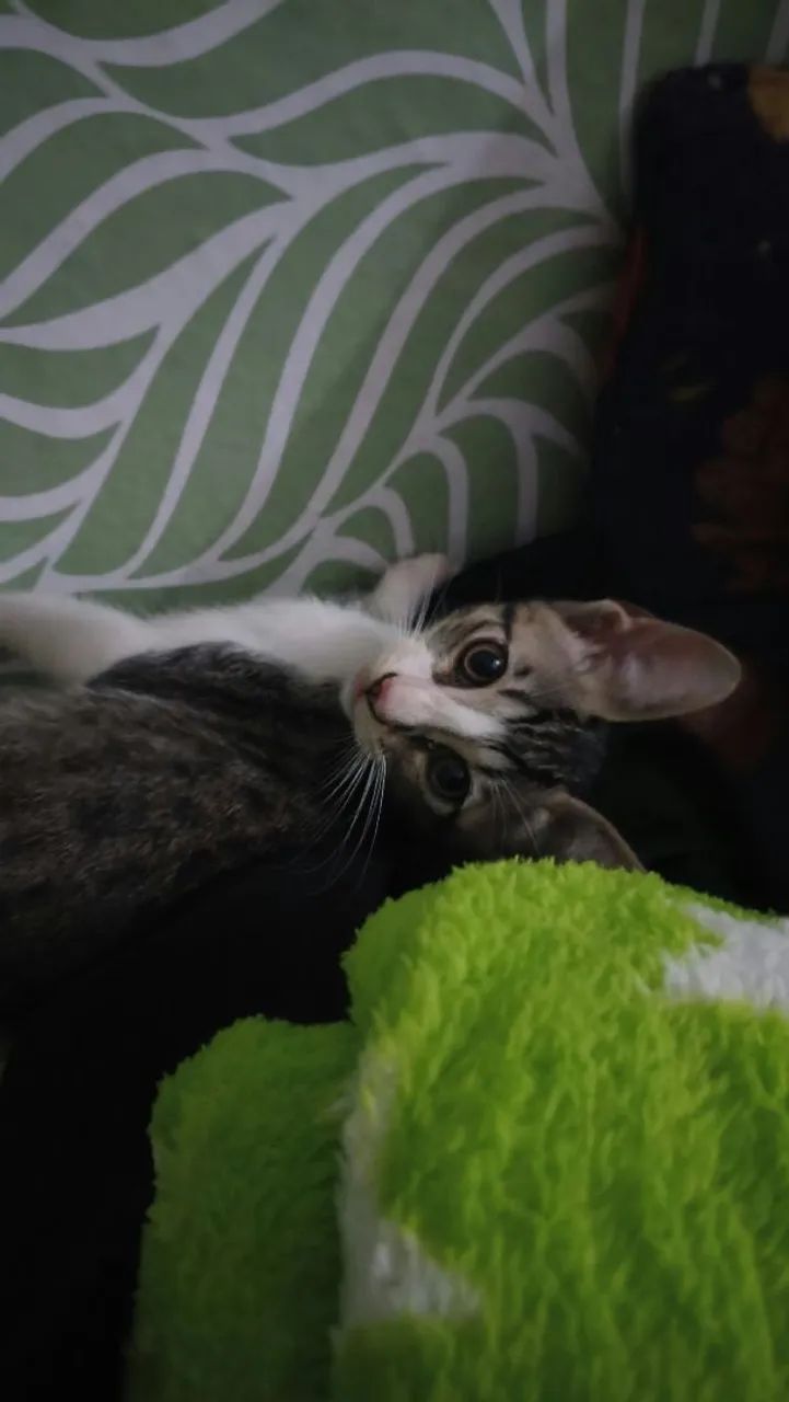 Doação de Gato Macho  - Foto 4
