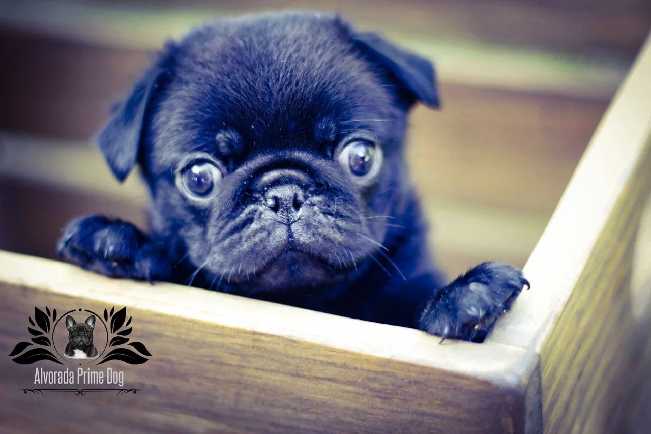 Pug macho  - Foto 3