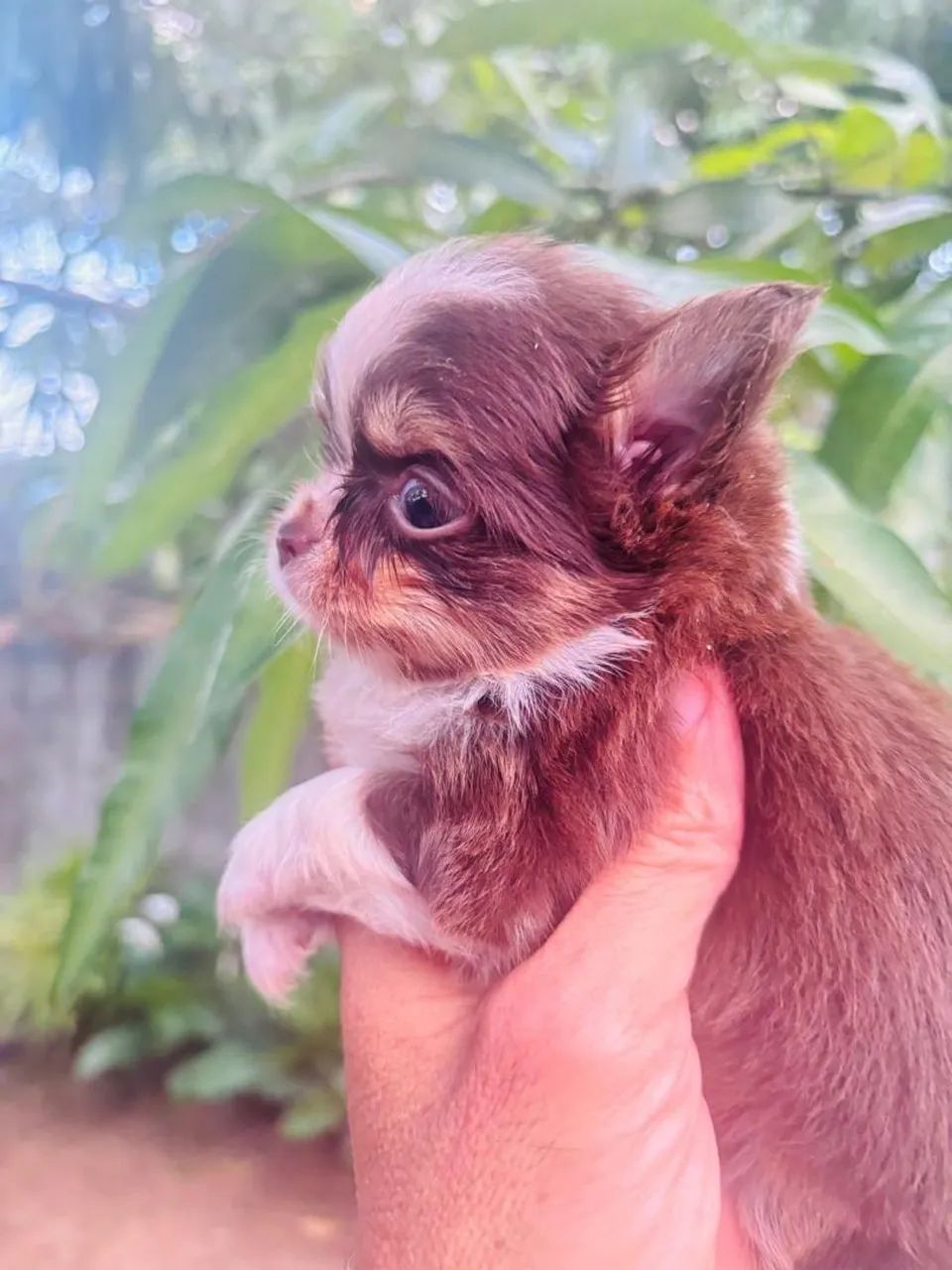 Chihuahua  - Foto 5