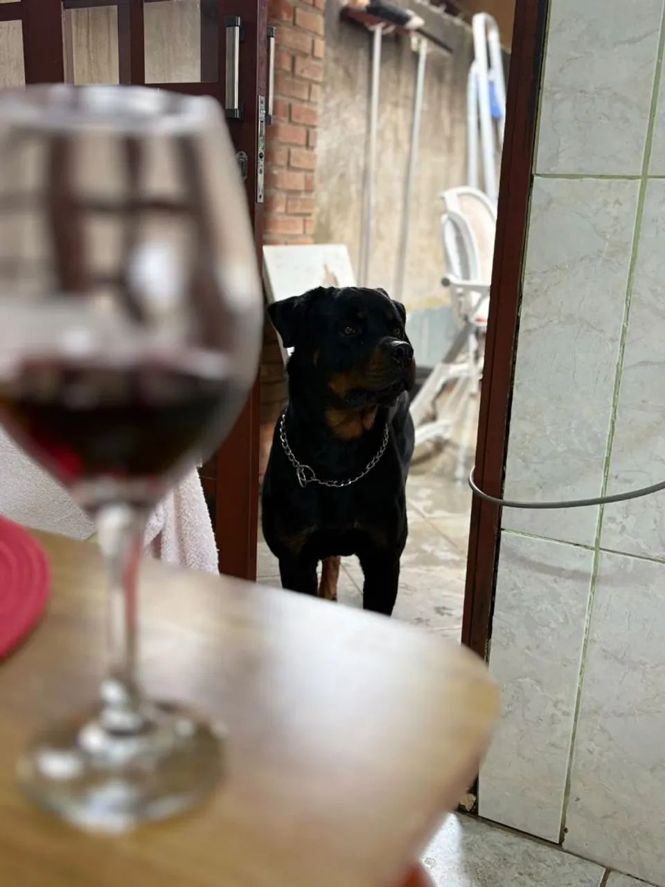 Filhote de Rottweiler  - Foto 3