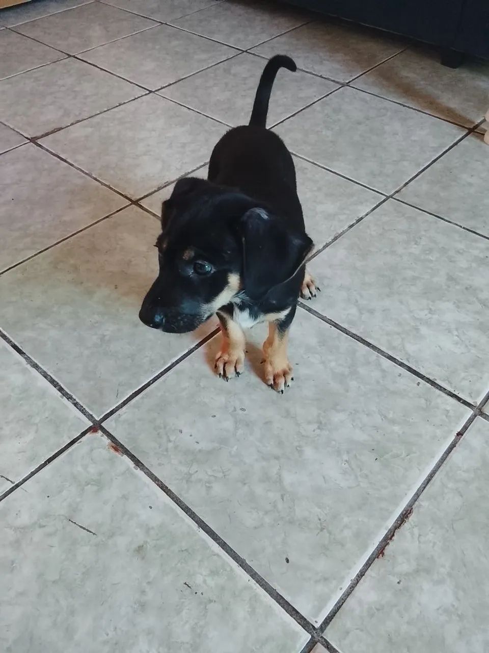 Cachorro Pastor Alemão Mestiço  - Foto 5