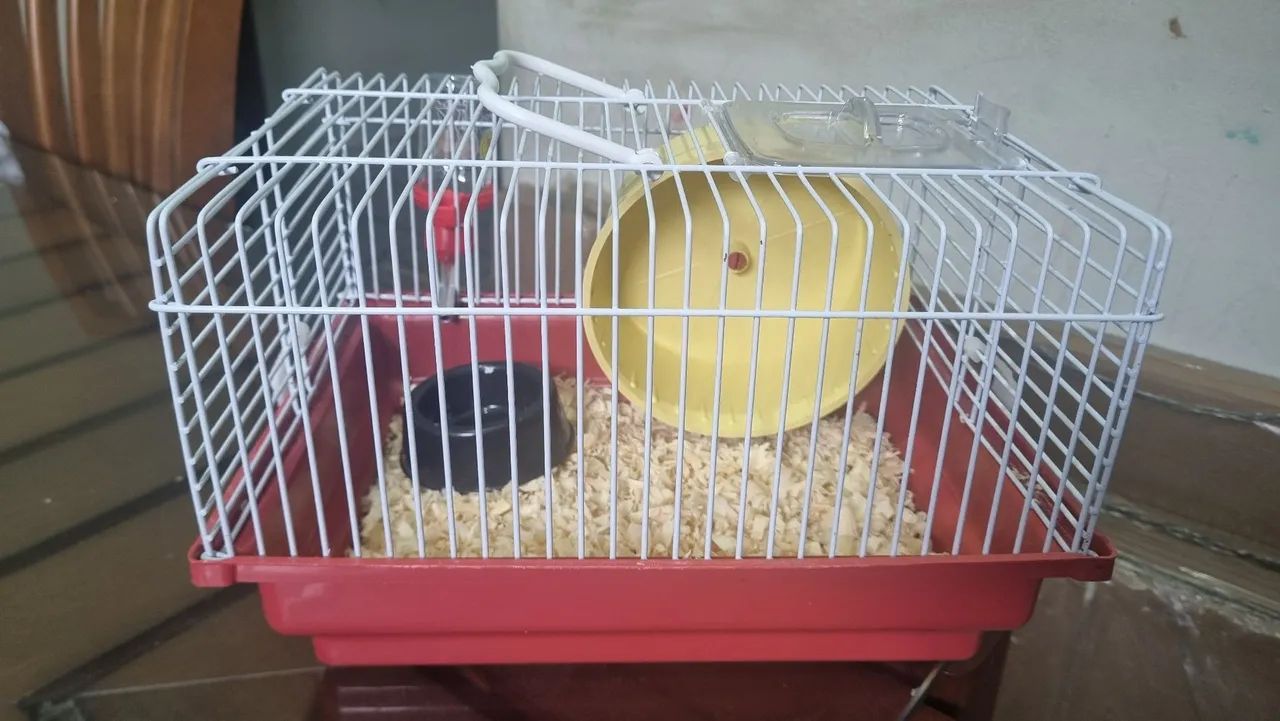 Hamster Anão Russo  - Foto 4