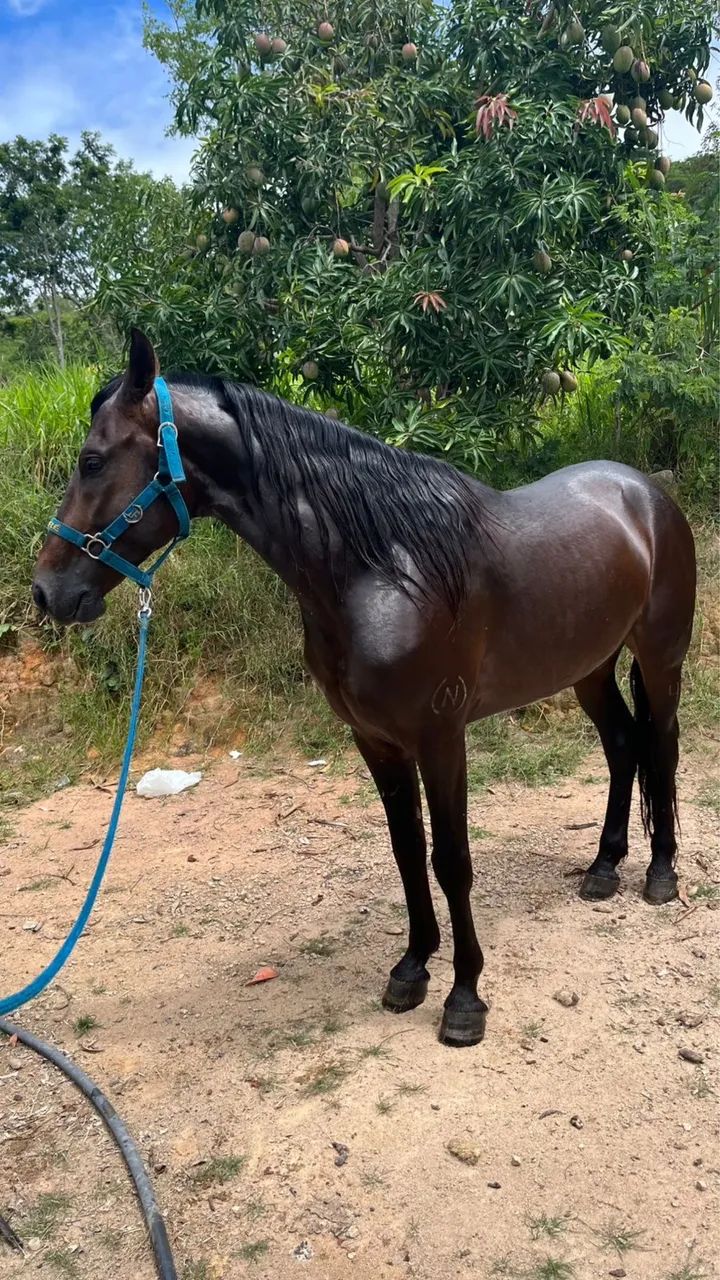 Manga Larga Marchador com registro. - Foto 2