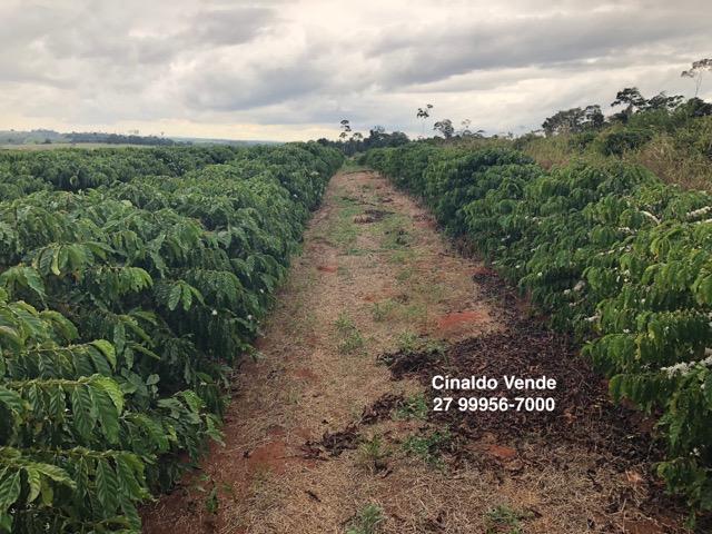 Fazenda com 35 alqueires (169,40 hectares) em São Mateus ES - Foto 6