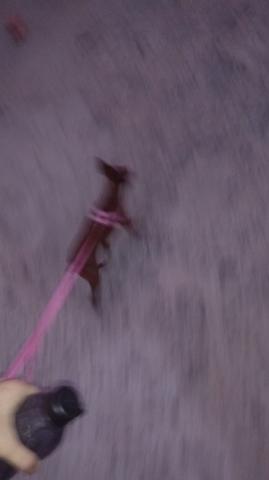 Passeio com Animal de Estimação