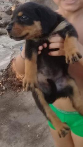 Rottweiler