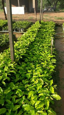 Mudas de café clonal