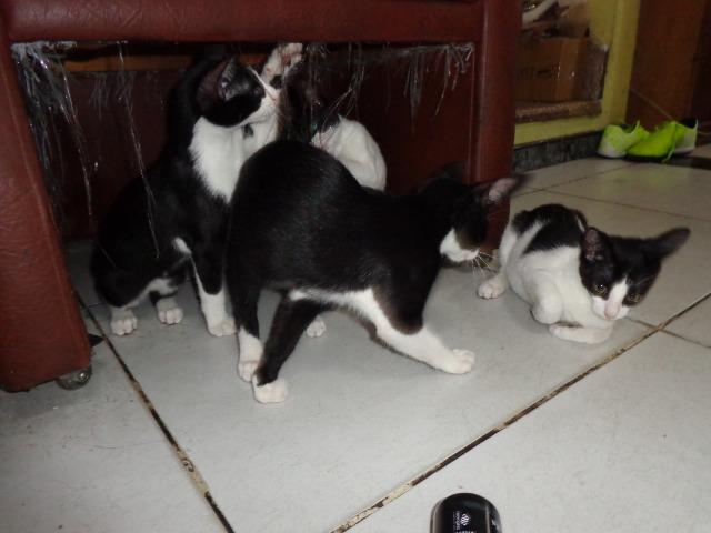 Doação Gato filhotes saudáveis