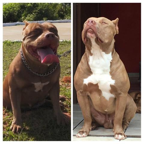 Filhotes de Pit Bull
