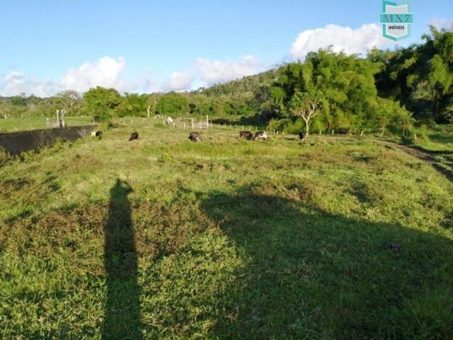 Fazenda plana, completa com 564 Hectares. Produção de Cacau e gado - Foto 17