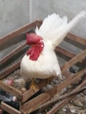 Galos Mini Nagazaki - Foto 4