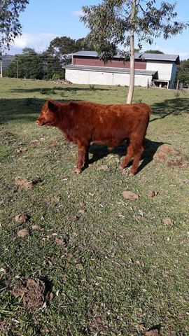 Tourinho Red Angus - Foto 3