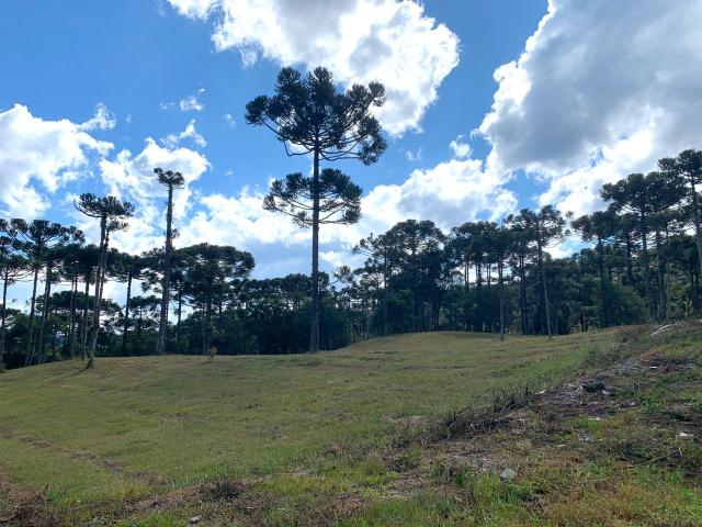 Chácara em Urubici/ terreno em Urubici/ Urubici - Foto 6